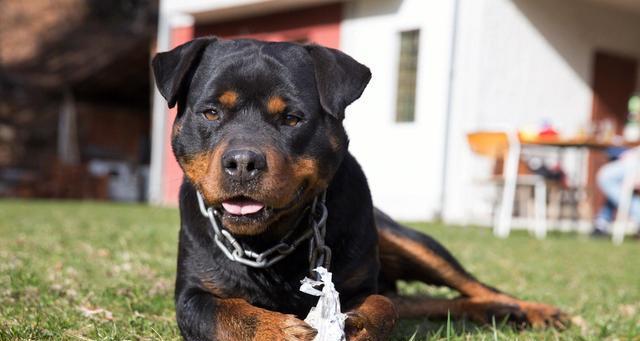 以罗威纳犬为例，探究不吃东西眼屎多的原因与解决方案（宠物健康生活的重要性及罗威纳犬饮食健康问题探究）