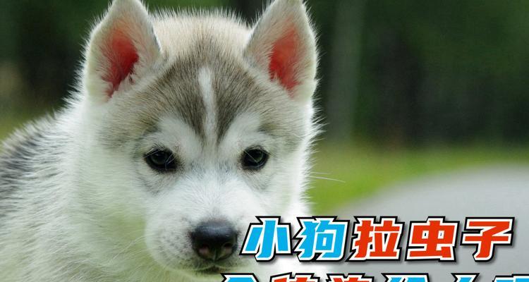 新买的小狗回家拉了好多虫子怎么办？（怎样解决小狗身上的寄生虫问题）