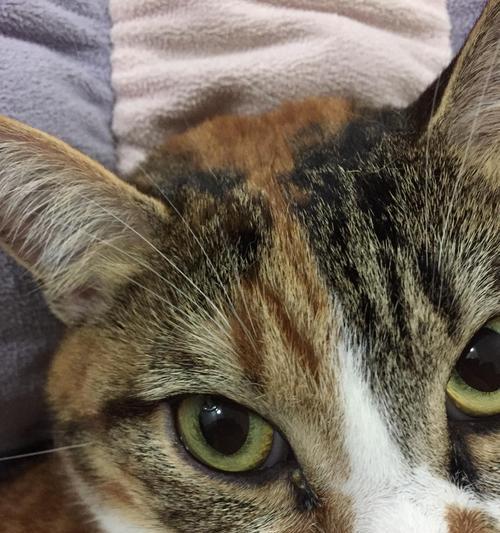 揭秘宠物猫身上的白色物质（了解这些白色物质对猫的健康影响）