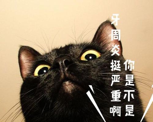 揭开猫咪黑色牙龈的真相（为什么猫咪的牙龈会变黑？该如何预防和治疗？）