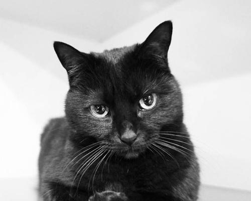 揭开猫咪黑色牙龈的真相（为什么猫咪的牙龈会变黑？该如何预防和治疗？）