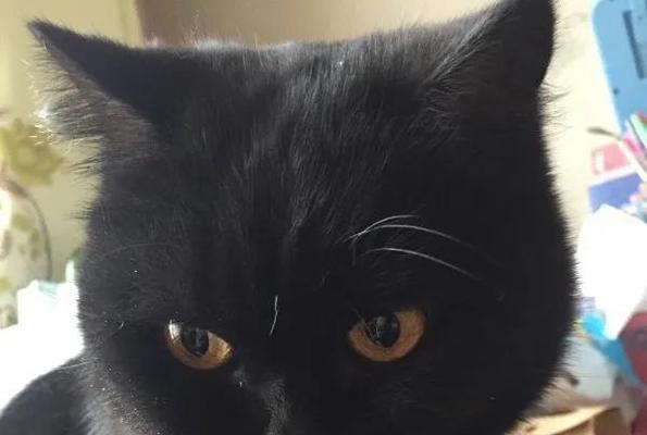 揭开猫咪黑色牙龈的真相（为什么猫咪的牙龈会变黑？该如何预防和治疗？）