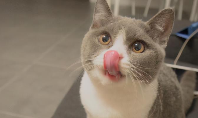 宠物猫不吃东西怎么办？（解决宠物猫食欲不振的有效药物及喂食技巧）
