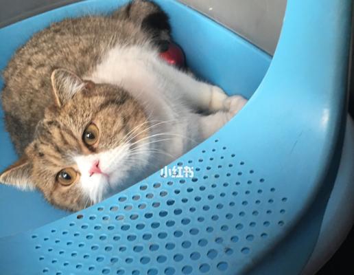 宠物猫不吃东西怎么办？（解决宠物猫食欲不振的有效药物及喂食技巧）