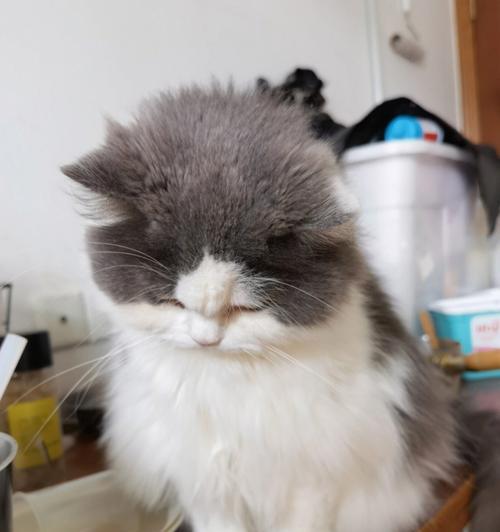 宠物猫不吃东西怎么办？（解决宠物猫食欲不振的有效药物及喂食技巧）