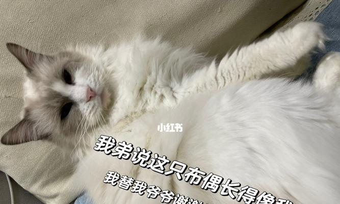 满足你的宠物梦想——我想要一只猫咪（享受宠物陪伴的美好生活）