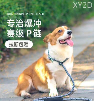 如何训练狗狗不乱叫（宠物狗的教养技巧和实用方法）