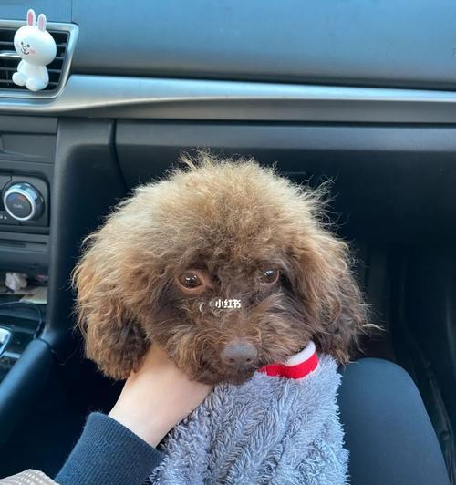 贵宾犬饮食指南（了解宠物的食物需求，让你的贵宾犬健康成长）