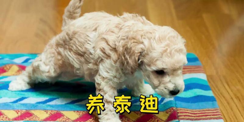 贵宾犬（拥有贵宾犬，让你的生活更美好）