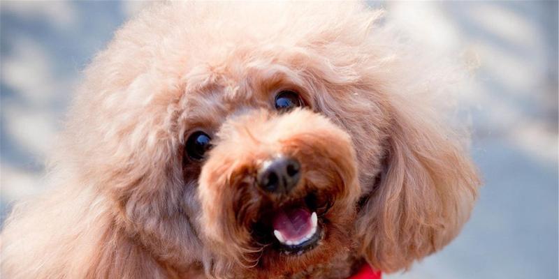 贵宾犬养护全攻略（以宠物为主，让你的贵宾犬健康快乐成长）