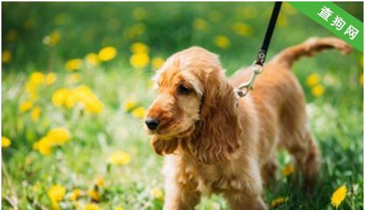 如何正确养护你的可卡犬（关注健康，呵护宠物）