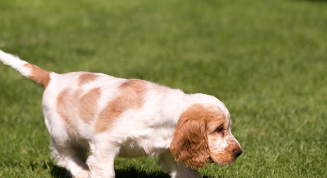 如何正确养护你的可卡犬（关注健康，呵护宠物）