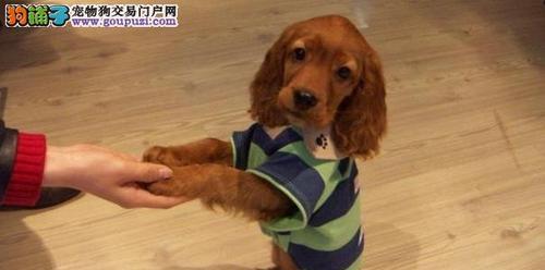 如何正确养护你的可卡犬（关注健康，呵护宠物）