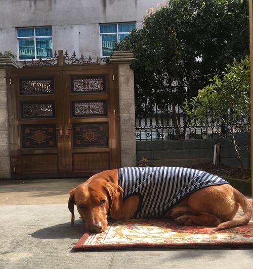 腊肠犬，一只易养宠物的选择（以腊肠犬好养吗为主题的综合介绍）