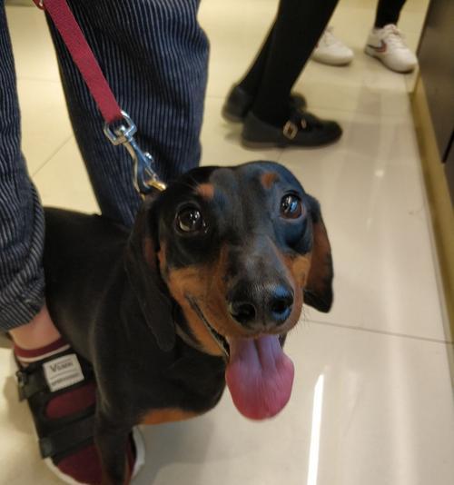 腊肠犬，一只易养宠物的选择（以腊肠犬好养吗为主题的综合介绍）