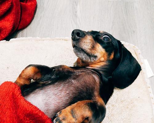腊肠犬，一只易养宠物的选择（以腊肠犬好养吗为主题的综合介绍）