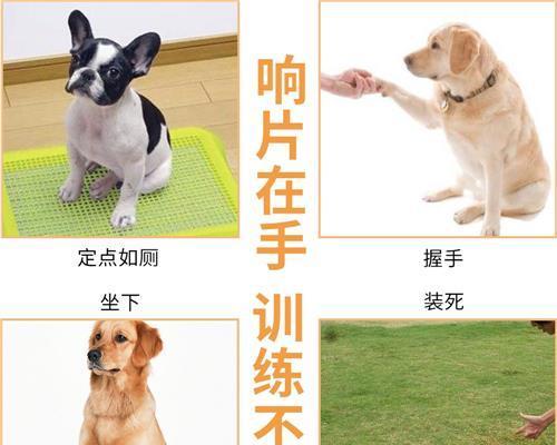 掌握5步，训练金毛犬跳远（宠物爱好者必读，训练金毛犬跳远的技巧）