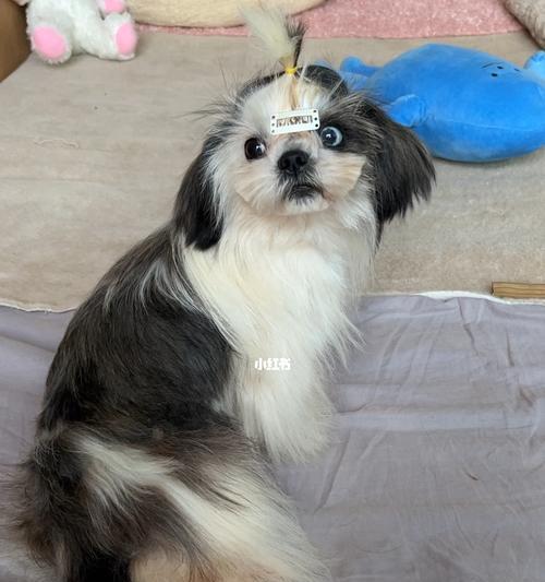 从零开始养以西施犬，如何打造温馨宠物家庭