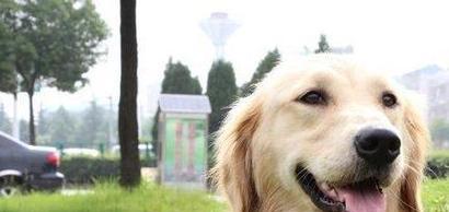打造干净整洁的宠物生活——金毛幼犬大小便训练（从小开始，让它养成良好的习惯；秘诀大公开，快来学习）