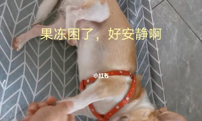 如何训练吉娃娃安静（从宠物管教、环境改善到心理疏导，全面解决吉娃娃吵闹问题）