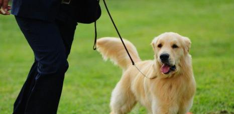 金毛犬大小便训练全攻略，让你的宠物告别“失禁”！（从基本技巧到矫正失控行为，教你正确训练金毛犬大小便）