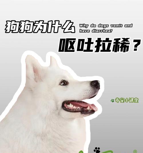 宠物狗为什么会呕吐？（探究狗狗呕吐的原因及应对方法）