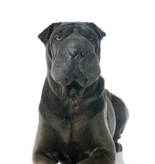 探秘沙皮犬——这个外貌粗犷内心温柔的宠物（了解沙皮犬的起源、特征和饲养方法，带您深入探索这个神秘的犬种）