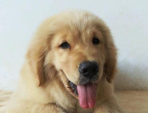 如何训练金毛犬？（从什么时候开始训练金毛犬最合适？-）