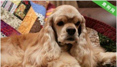 如何通过可卡幼犬性格测试选出最适合自己的宠物（从性格测试角度了解可卡幼犬，让你找到最合适的宠物伴侣）