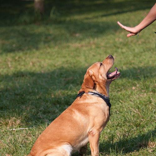 如何训练拉布拉多的胆量——打造最勇敢的宠物狗（拉布拉多胆量训练的技巧和注意事项，让你的狗狗不再胆小怕事）