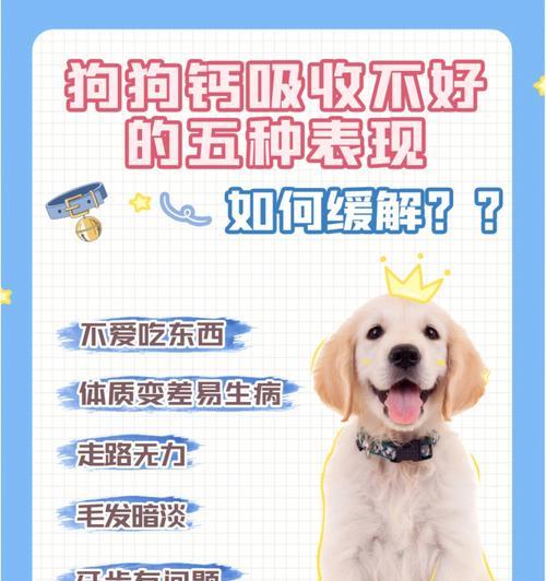 如何正确地给宠物狗狗补钙（掌握正确的方法，让狗狗健康成长）