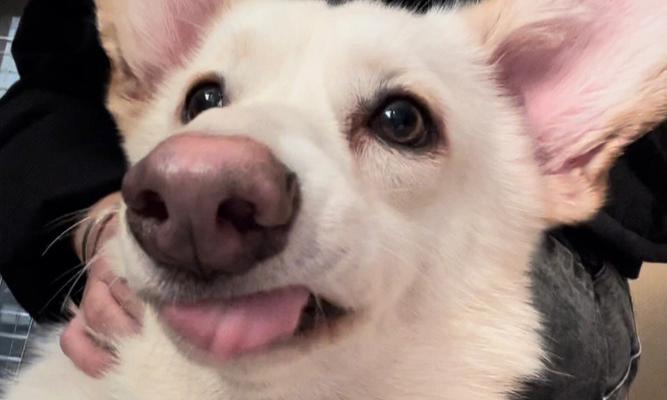 探寻白毛红鼻子狗的神秘身世（了解这一可爱宠物的品种特征和养护方法）