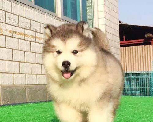白色阿拉斯加狗狗的魅力（探秘这个古老犬种的独特品质和适合养殖之处）