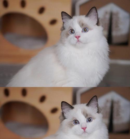 白色布偶猫的魅力（探寻白色布偶猫的性格特点和饲养经验）