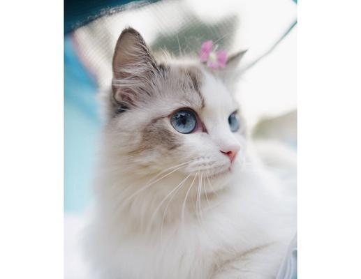 白色布偶猫的魅力（探寻白色布偶猫的性格特点和饲养经验）