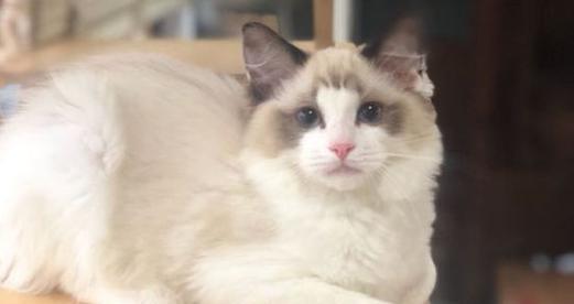 白色耳朵的布偶猫——优雅、温顺的宠物（以白色耳朵的布偶猫为主题的宠物介绍）