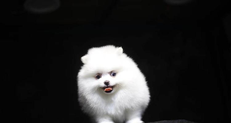 白色狗狗为什么会变色？（探究白色狗狗变色的原因与解决方法）