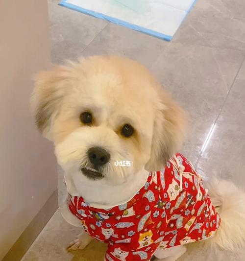 白色狗毛变红了！这是为什么？（探究白色狗狗毛变红的原因以及如何做到科学养狗）