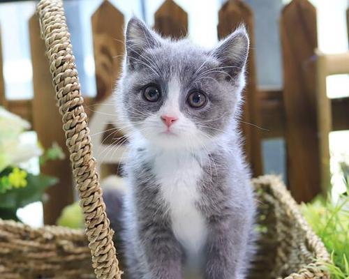 白色猫咪取名攻略（如何为你的白猫宝贝取一个好听、有意义的名字？）