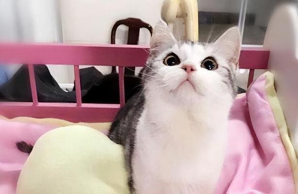 白色猫咪品种大全（了解不同品种的白色猫咪，选择最适合自己的宠物）