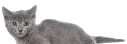 白色浅灰色猫咪大揭秘（探索品种、特点与饲养技巧，唯美的猫咪之恋）