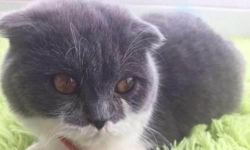 白色折耳猫的疾病危害与防范（保护我们的毛茸茸家伙，从疾病入手）