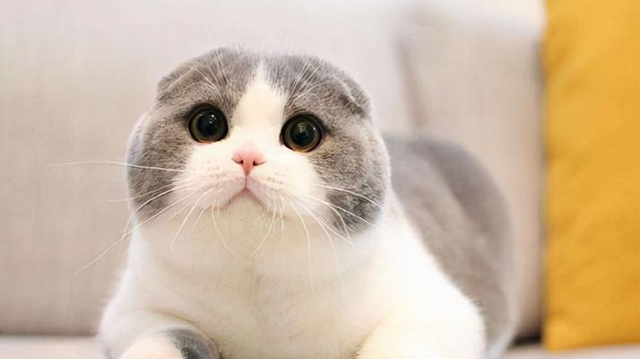 白色异瞳波斯猫——天使的化身（探秘这只优雅、神秘且惹人怜爱的宠物）