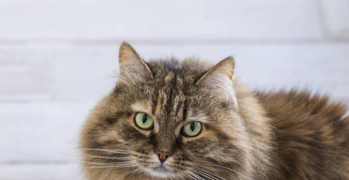 白色棕色眼睛的猫咪——独特的魅力（探秘这种猫咪的品种特征和养护技巧）