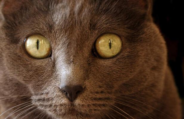 白色棕色眼睛的猫咪——独特的魅力（探秘这种猫咪的品种特征和养护技巧）