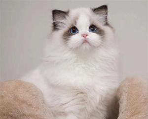 白沙漏形状布偶猫——的宠物之一（探究白沙漏形状布偶猫的可爱与迷人之处）