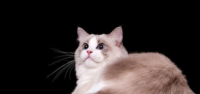 白手套布偶猫中的黑色基因（探索白手套布偶猫黑色基因的遗传规律）