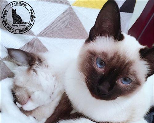 白手套的暹罗猫——优雅与高贵的代表（以宠物为主的猫类之花——暹罗猫）