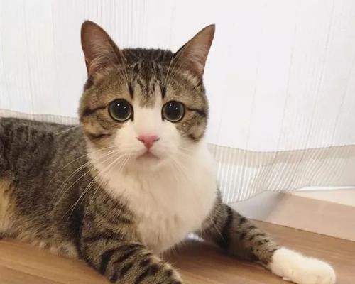 白手套猫咪的不祥征兆（从宠物视角看待白手套猫咪的不吉利之处）