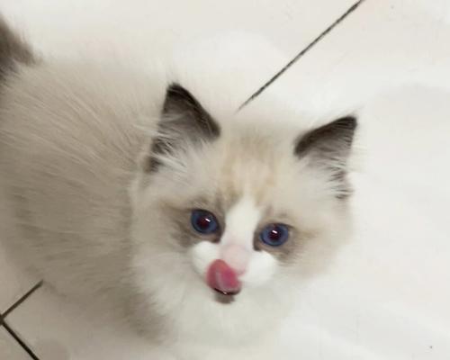 如何为你的宠物猫选择的白手套色布偶猫粮？